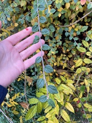Cotoneaster simonsii