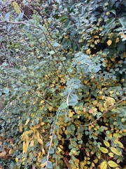 Cotoneaster simonsii