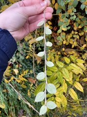 Cotoneaster simonsii