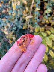 Cotoneaster simonsii