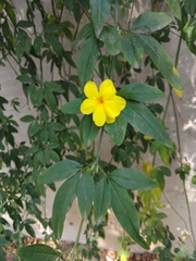 Jasminum mesnyi