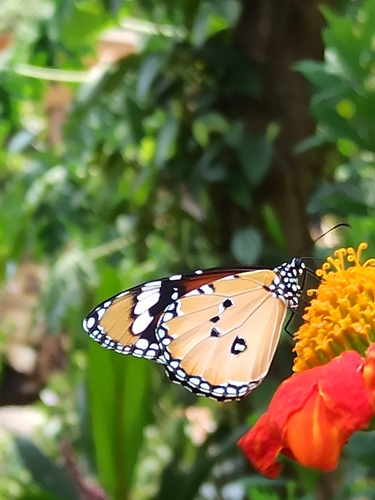 Plain Tiger Butterfly