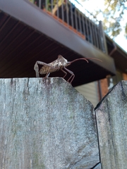Acanthocephala declivis