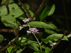 Fridericia