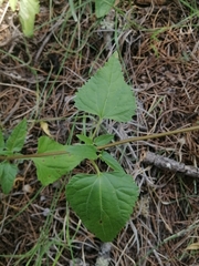 Fleischmannia pycnocephala