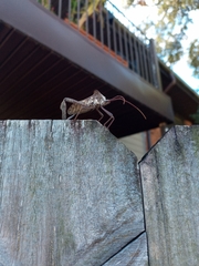 Acanthocephala declivis