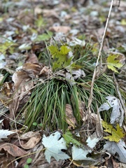 Carex pedunculata