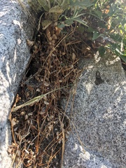 Erythranthe laciniata