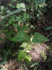 Fleischmannia pycnocephala