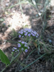 Fleischmannia pycnocephala