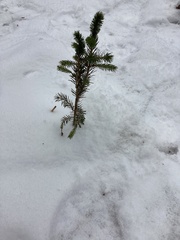 Picea glauca