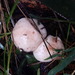 Hygrophorus pudorinus - Photo (c) pinonbistro, algunos derechos reservados (CC BY-SA), subido por pinonbistro