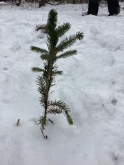 Picea glauca