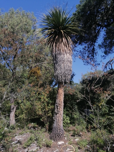 Nolina robusta