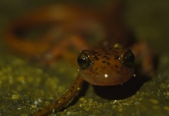 Eurycea lucifuga