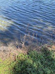 Callisia repens