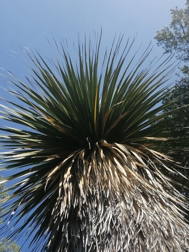 Nolina robusta