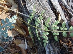 Pellaea intermedia