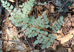 Pellaea intermedia