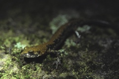 Plethodon petraeus