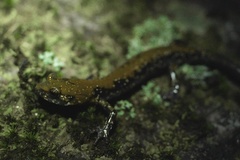 Plethodon petraeus