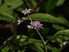 Fridericia