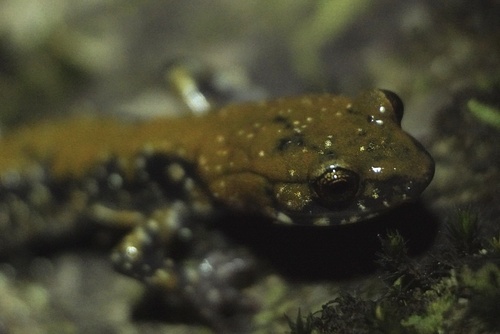 Pigeon Mountain Salamander