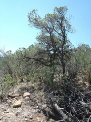 Pinus cembroides cembroides