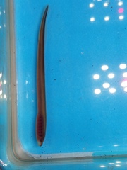 Lampetra planeri