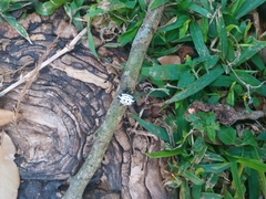 Gasteracantha cancriformis