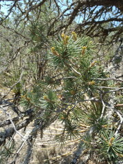 Pinus cembroides cembroides