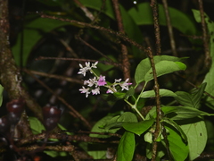 Fridericia