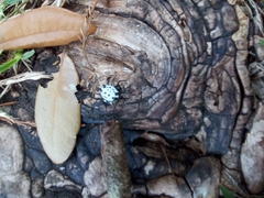 Gasteracantha cancriformis