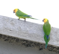 Eupsittula pertinax xanthogenia