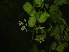 Fridericia