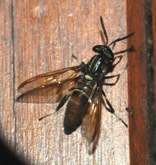 Acanthocera fairchildi