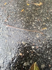 Oligochaeta