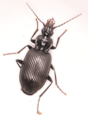 Limodromus assimilis