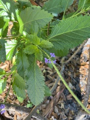 Stachytarpheta jamaicensis