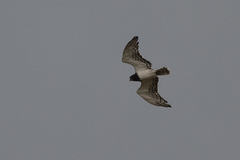 Circaetus pectoralis