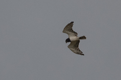 Circaetus pectoralis