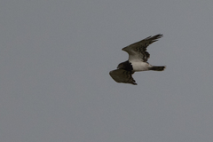 Circaetus pectoralis