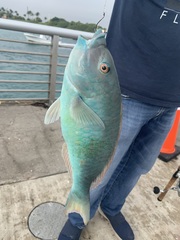 Sparisoma chrysopterum