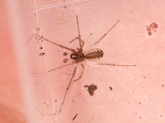 Linyphiinae