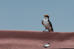 Hirundo smithii
