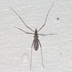 Amphineurus hudsoni