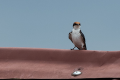 Hirundo smithii