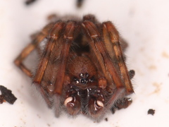 Amaurobius fenestralis