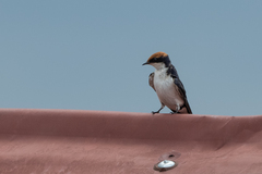 Hirundo smithii