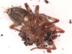 Amaurobius fenestralis